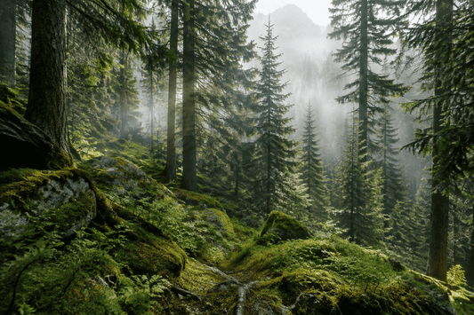Waldschutz: Warum wir auf den Wegen bleiben müssen.